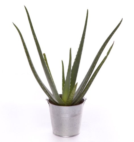 aloe vera 30 cm